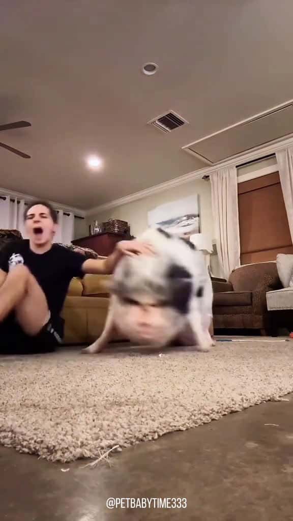 Cover for Oink-oink funny pig funny foryou fyp pet 37387 #nicevideo