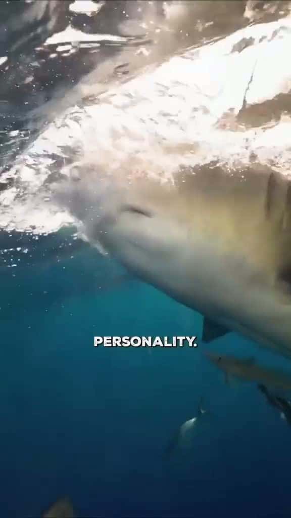 Cover for '#sharke #sharkdiving #sharkfishing #greatwhitesharkfacts #greatwhitesharkweek #greatwhiteshark #sharkeatsshark #sharkvsshark #shark #sharkysharkshark #sharkattackshark #sharkattak #sharkbait #sharks #sharkfamily #sharkshark #s...
