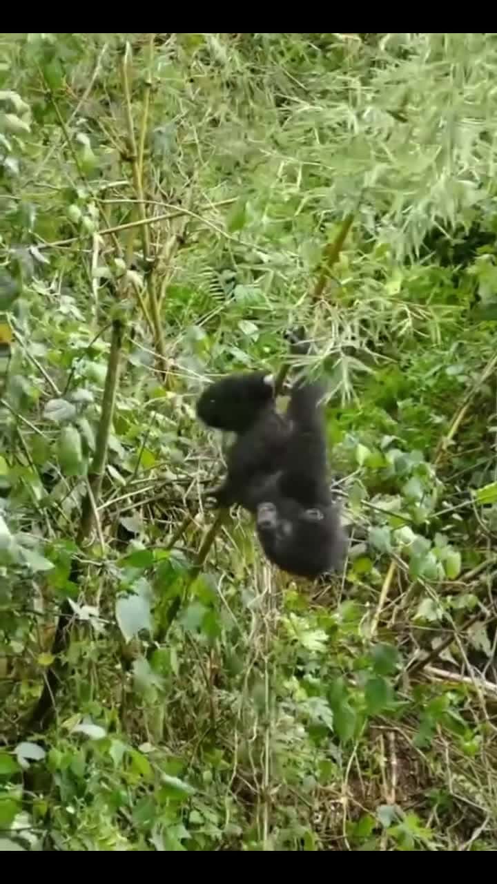 Cover for No dull moment in the forest young gorilla enjoying a swing on a branch while practicing chest beating Visit Rwanda and Uganda and get an up close experience with the mountain