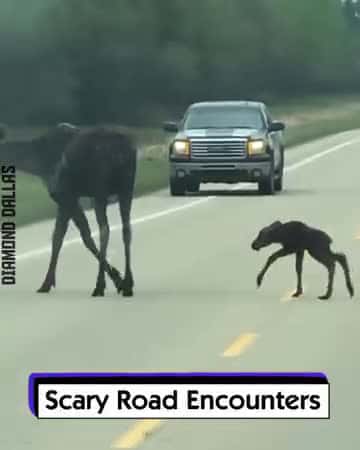 Cover for Scary Road Encounters