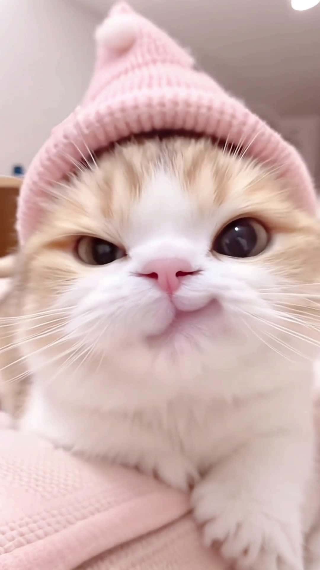 Cover for AIcat says: Auntie, I miss you! What are you up to today? #ShadowPlayCat #CuteKitten #PetContent #AICatVideo #FelineLove