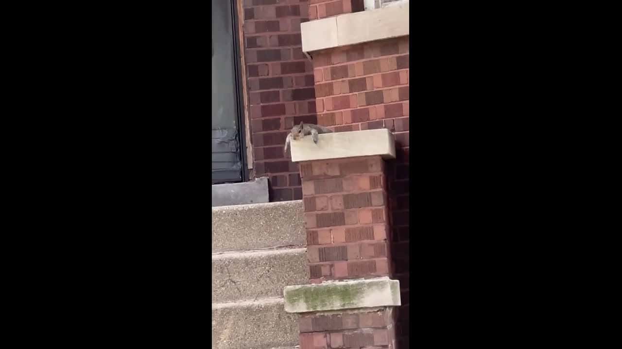 Cover for Squirrel Can't Deal With Chicago Heat