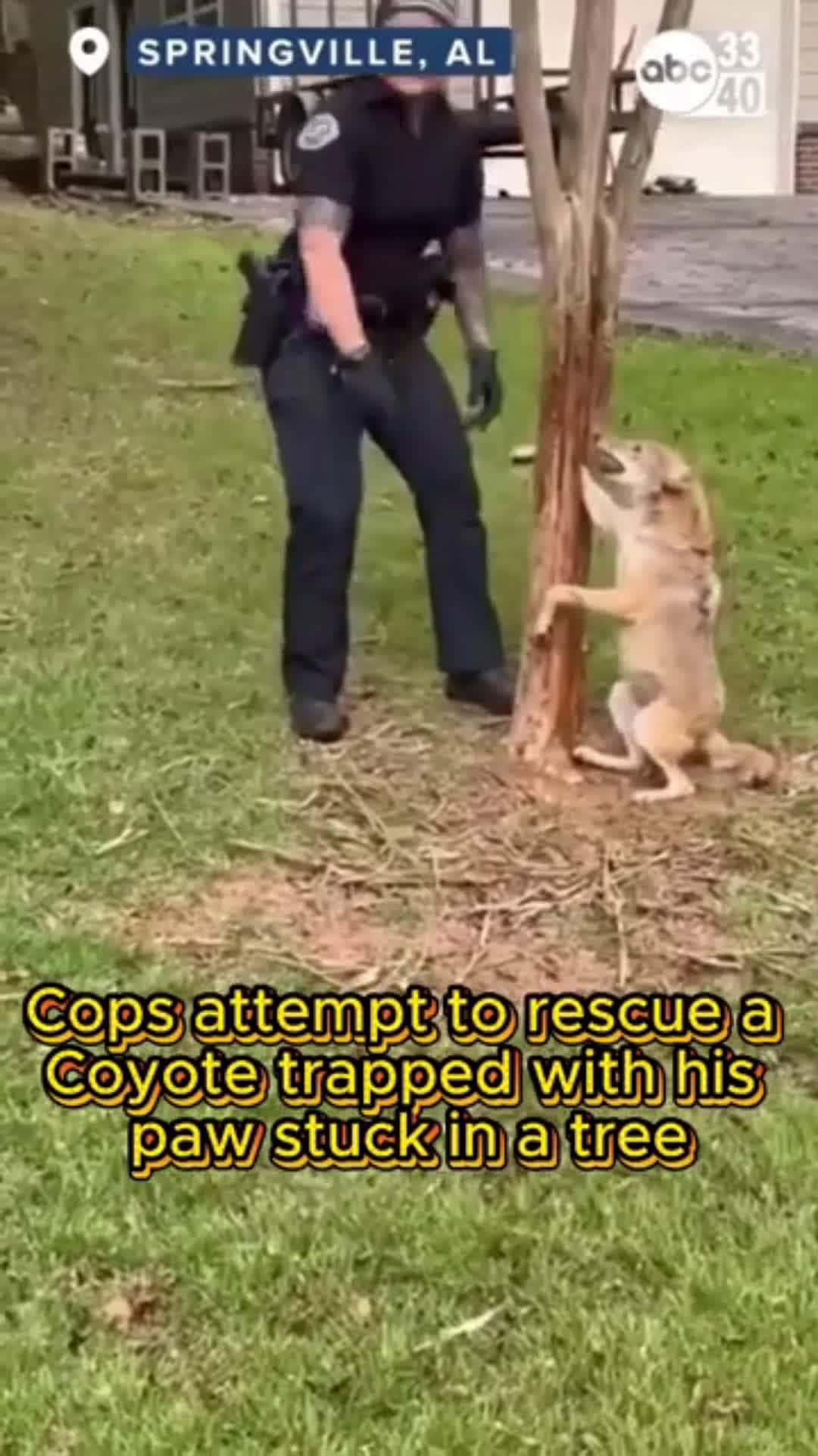 Cover for Coyote gets rescued by police man