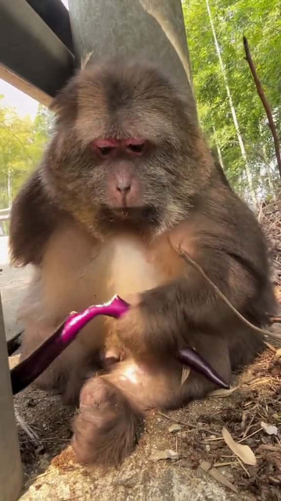Cover for Monkey xingxing monkey monkey xingxing cute lovely 38486 #trending