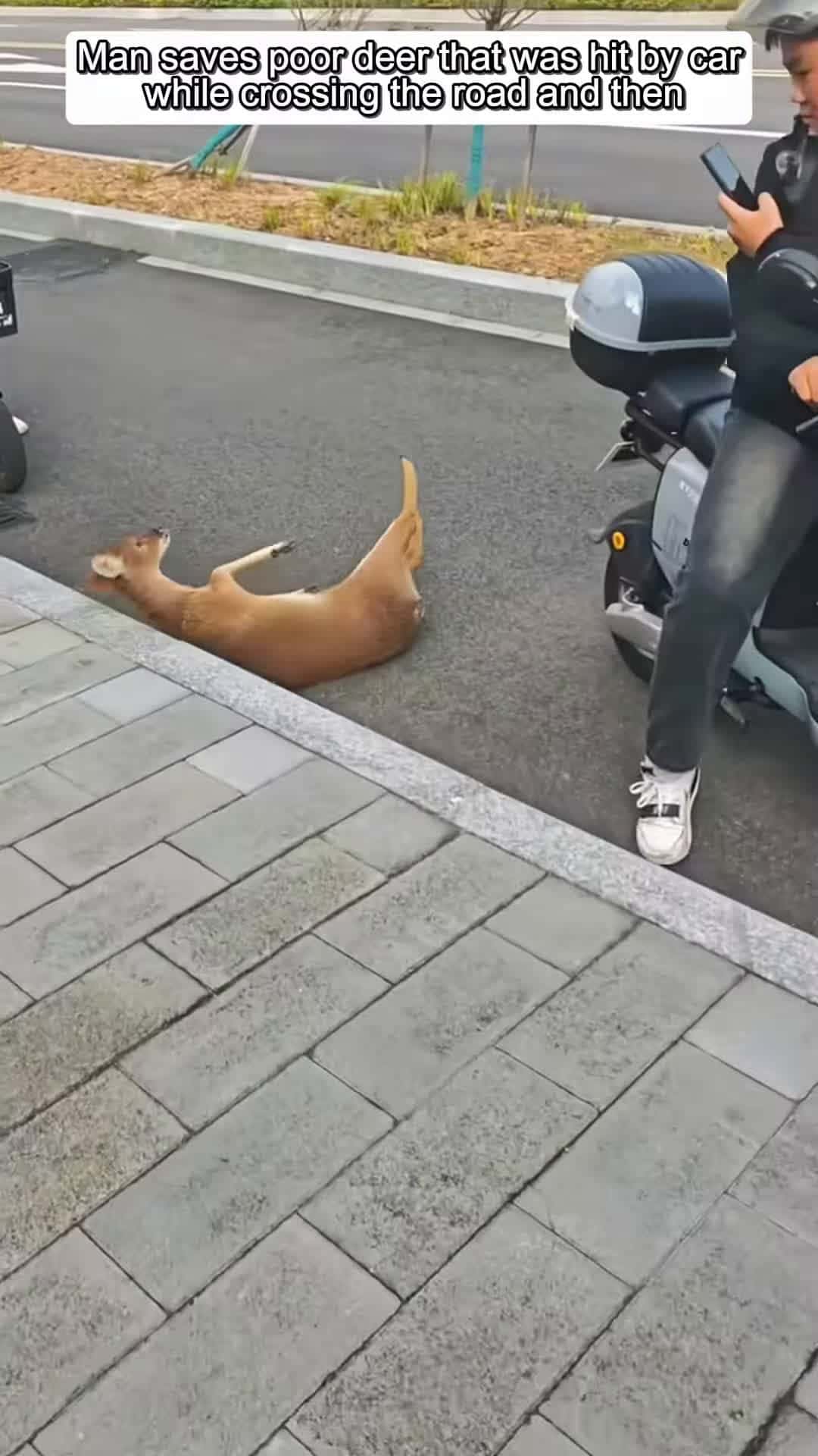 Cover for Man saves poor deer that was hit by car while crossing the road and then animals