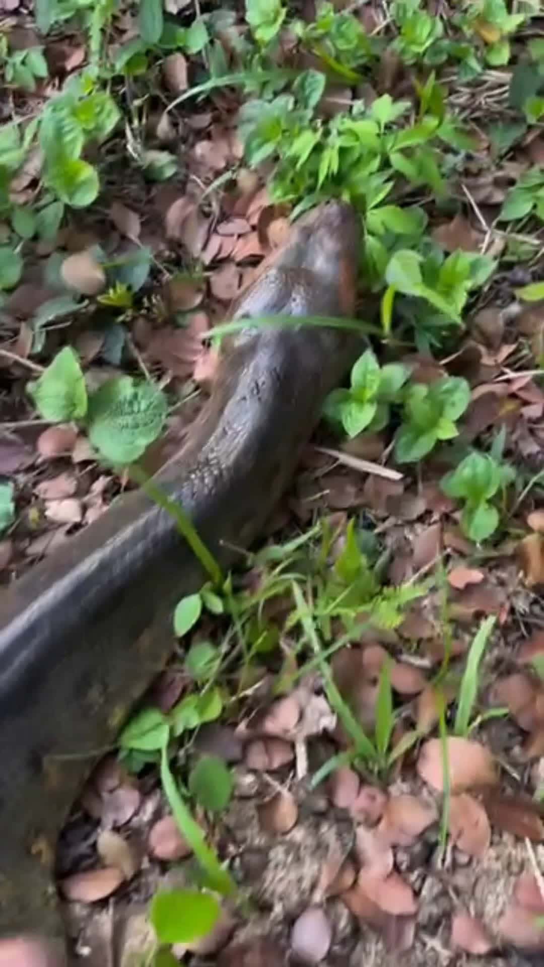 Cover for Yoink montage! Part 1 #wildlife#snake#nature#crazy#instagram#yoink#python#python#crocodile#alligator#everglades#australia#amazon#rainforest#animals#wildanimals#amazon#jungle#colombia#peru#florida#funny#cute##FirstVideoChallenge