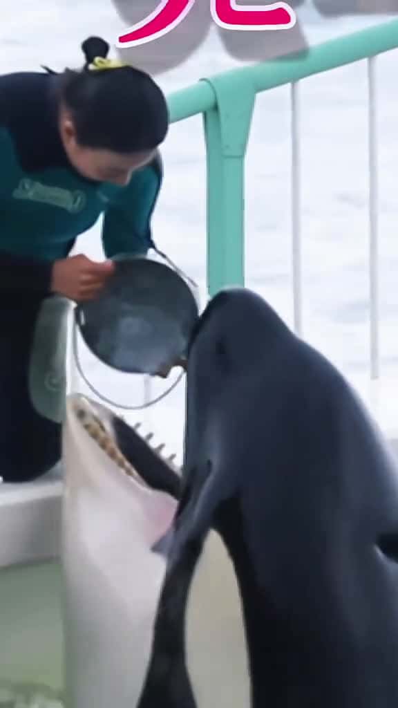 Cover for #orcas #trending #foryou #orcas #trending #foryou  #orcas #trending #foryou  #orcas #trending #foryou  created by Storm with Storm’s original sound