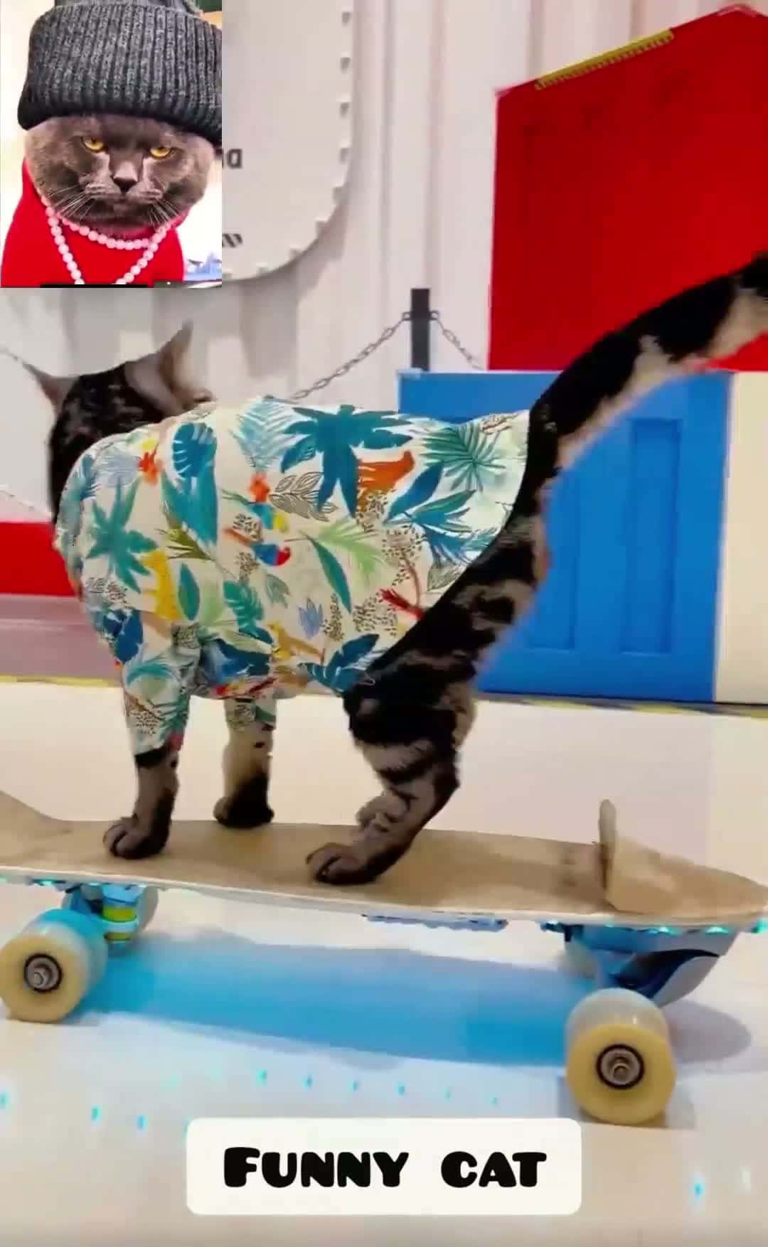 Cover for #FavMovieClipfunny catanimalfunny video