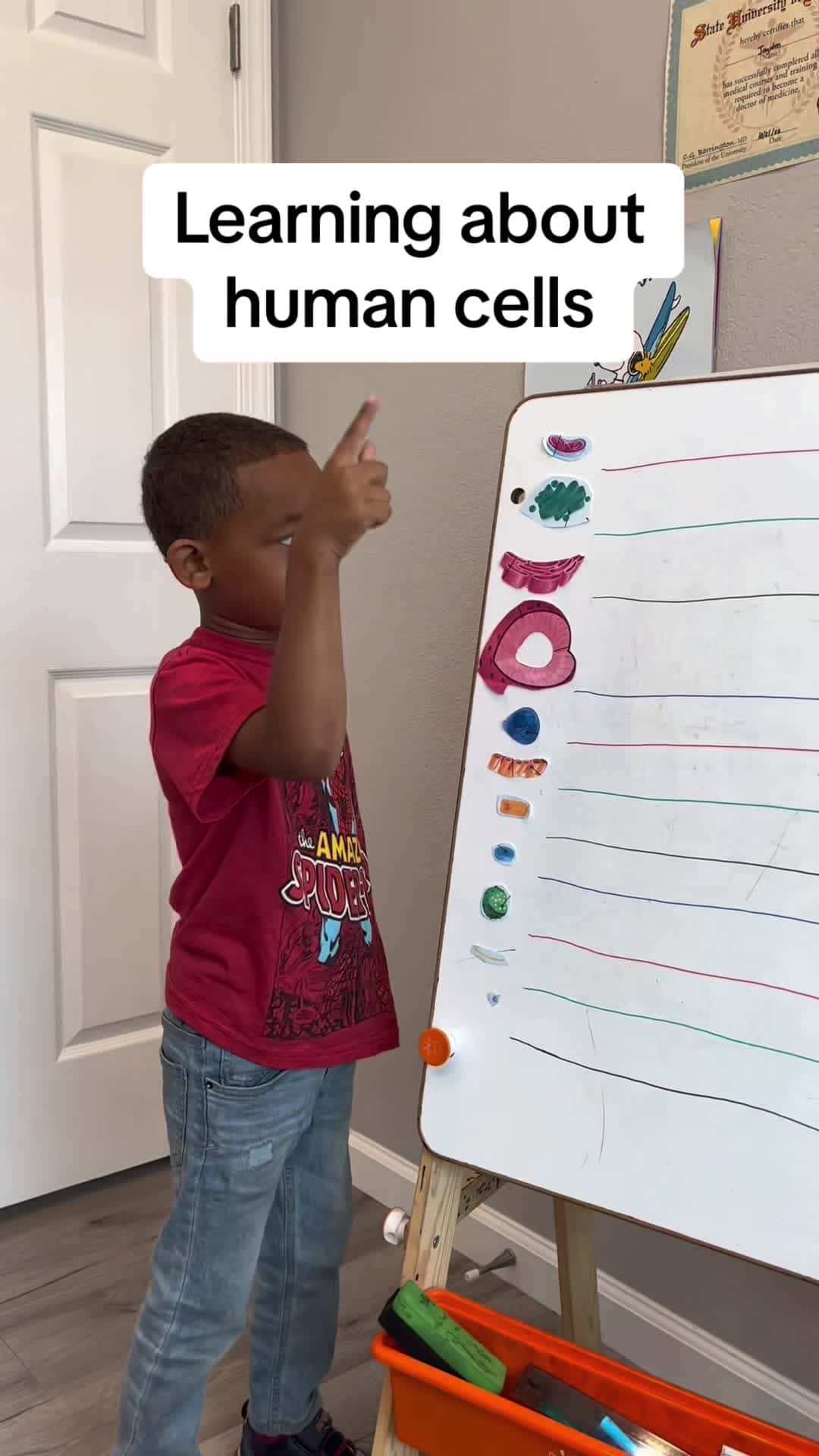 Cover for #cell #cells #anatomy #biology #science #homeschool #homeschoolideas #nucleus #education #teachthemyoung #itstartsathome #teacherspayteachers #homeschoolhack #homeschoolhacks #anatomyactivities