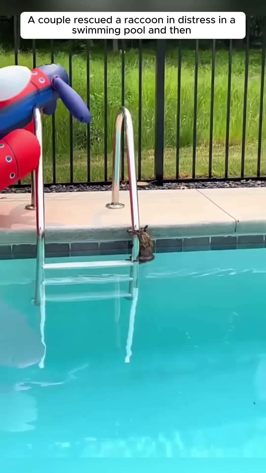 Cover for A couple rescued a raccoon in distress in a swimming pool and then