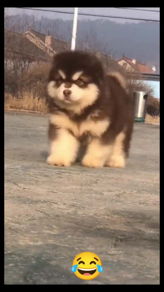 Cover for lm g y cc b  dog cutedog dogsoftiktok xuhuong funnyvideos videoviral trend fyp 63083 #ilovescoopz