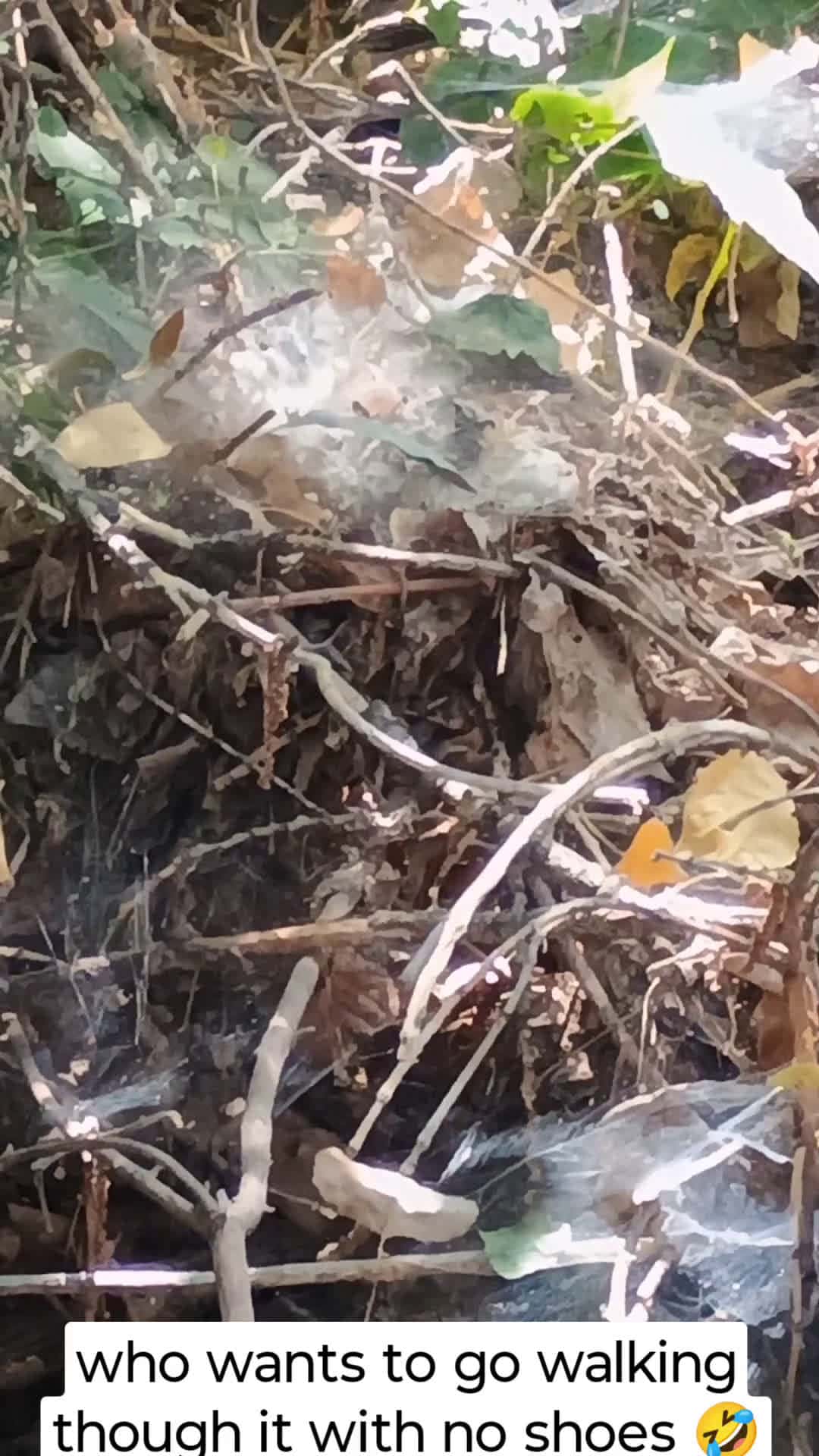 Cover for wolf spider borrowing holes and there are tons of them and thousands of little baby wolf spiders ! 