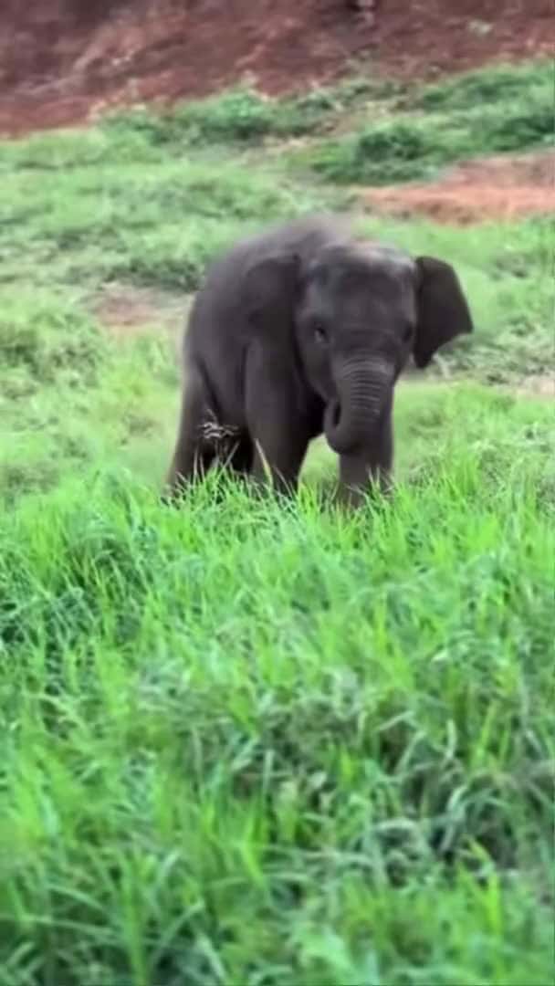 Cover for This baby elephant looks so adorable 😍 #babyelephant #elephant #cuteanimal #wildlife #cute #shorts_184 (2)