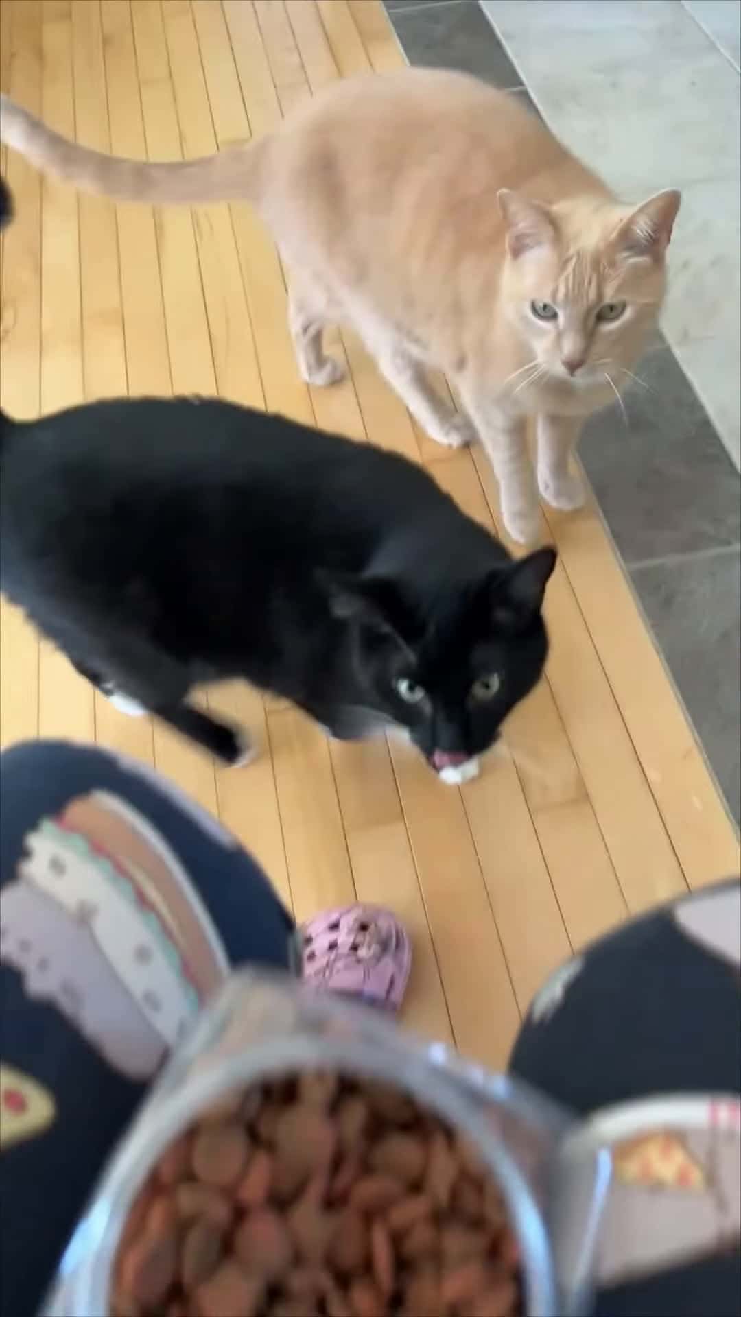 Cover for #CaughtOnCamera Cat Stares at Another Then Slaps It While Waiting for Treats.