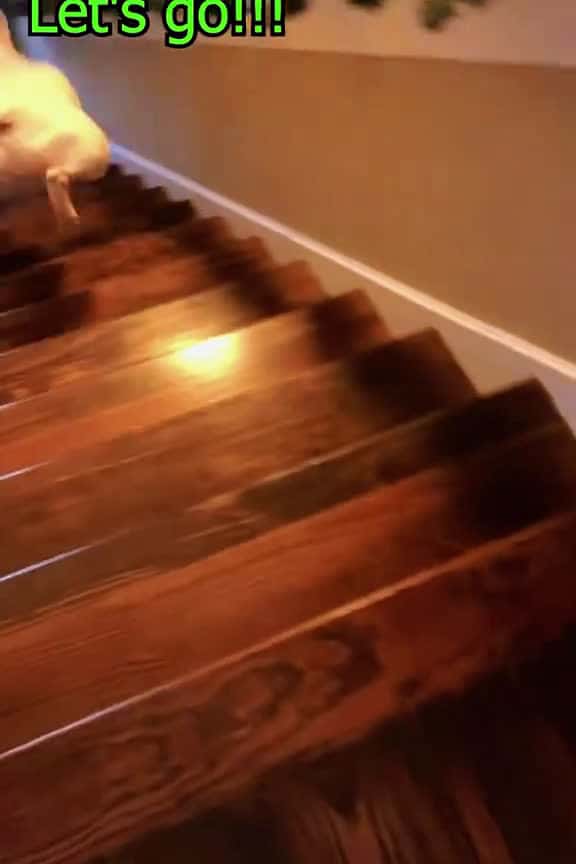 Cover for How do dogs descend stairs fouryou usa tiktok pet dogsoftiktok dog funnyvideo puppy 79967 #trend