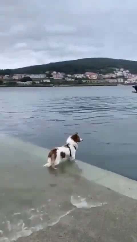 Cover for The Dog Saw a Dolphin and Swam to Play with #dog #doglover #dogrescue #funnydog #cutenessoverload #animalbehavior