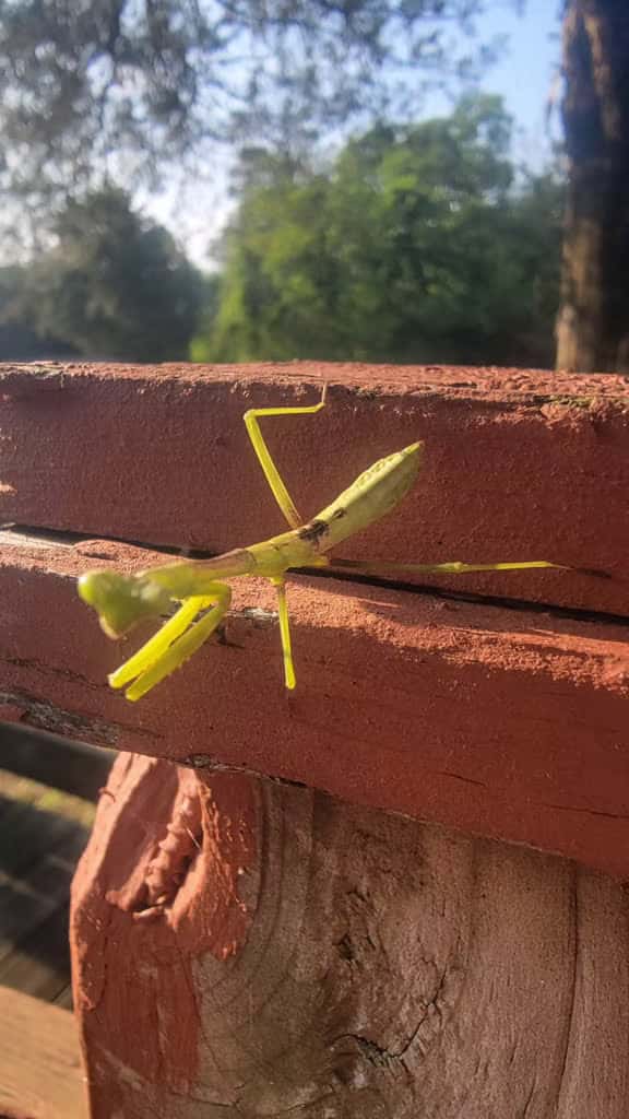 Cover for Had a baby praying mantis join me during my prayers in nature 🕊️ A beautiful sign from above. #PrayingMantis #Faith #Nature #Blessed #Psalm46:10