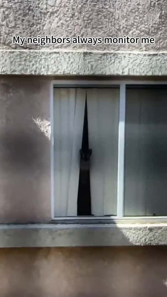 Cover for I seem to have been monitored by a cat.usa tiktok fouryou funnyvideos fyp tiktok  90207 #american