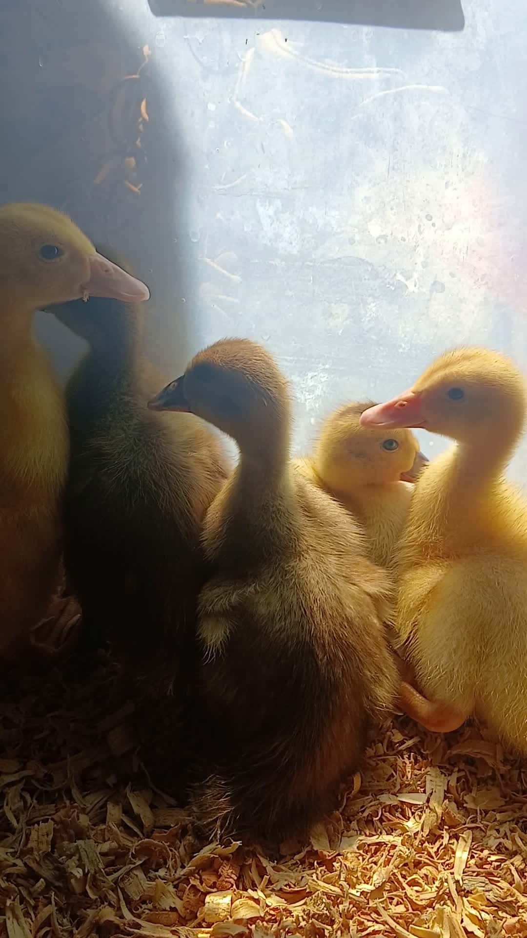Cover for Eggs and a Duck dinner that what I hear!!!!