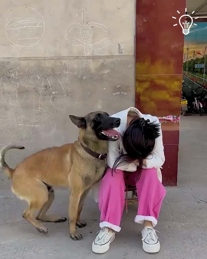 Cover for Dog helps his owner cook a meal #dog #doglover #dogrescue #funnydog
