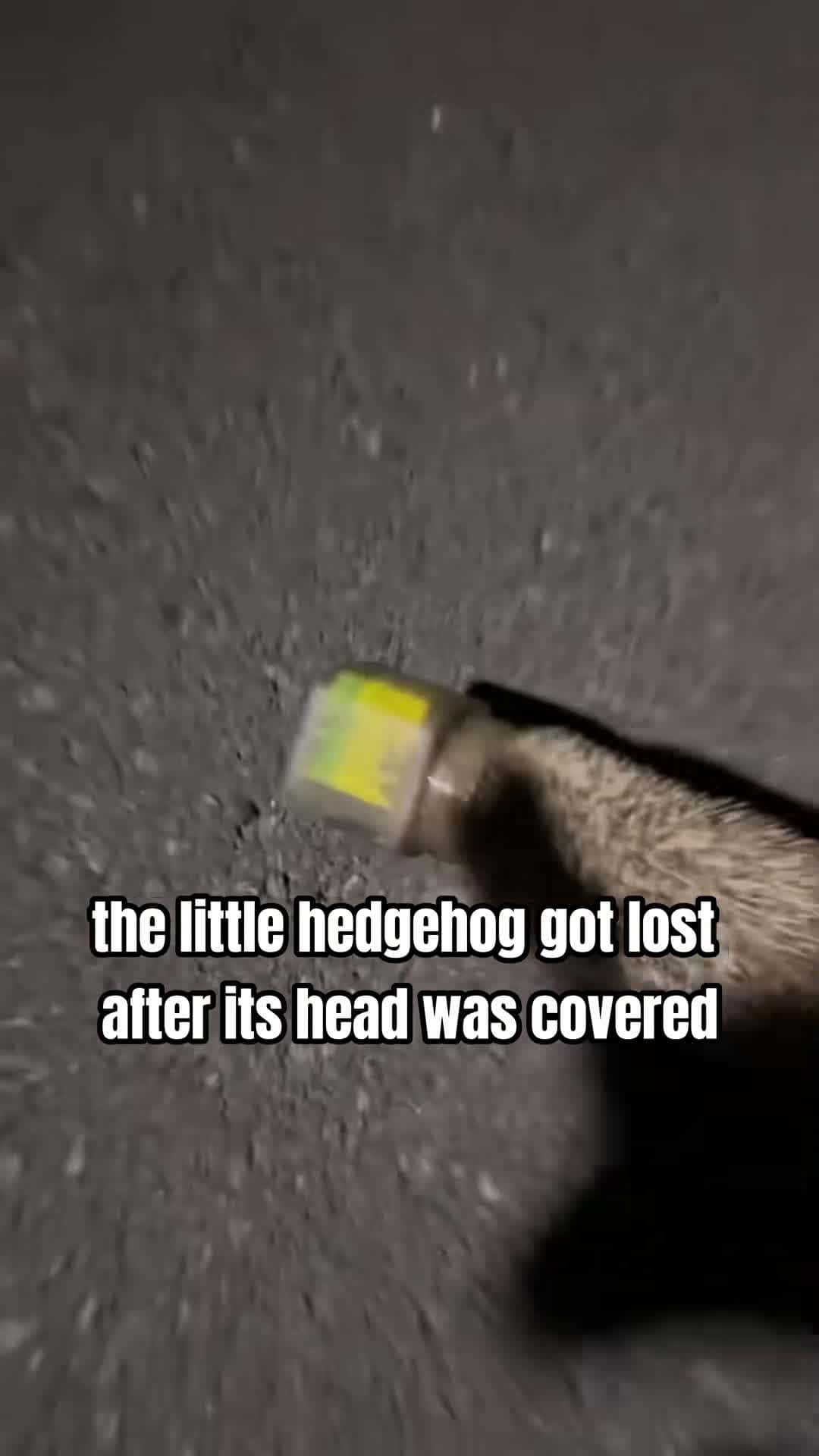 Cover for #OddlySatisfying Rescuing a hedgehog yields an unexpected surprise!#hedgehog #love