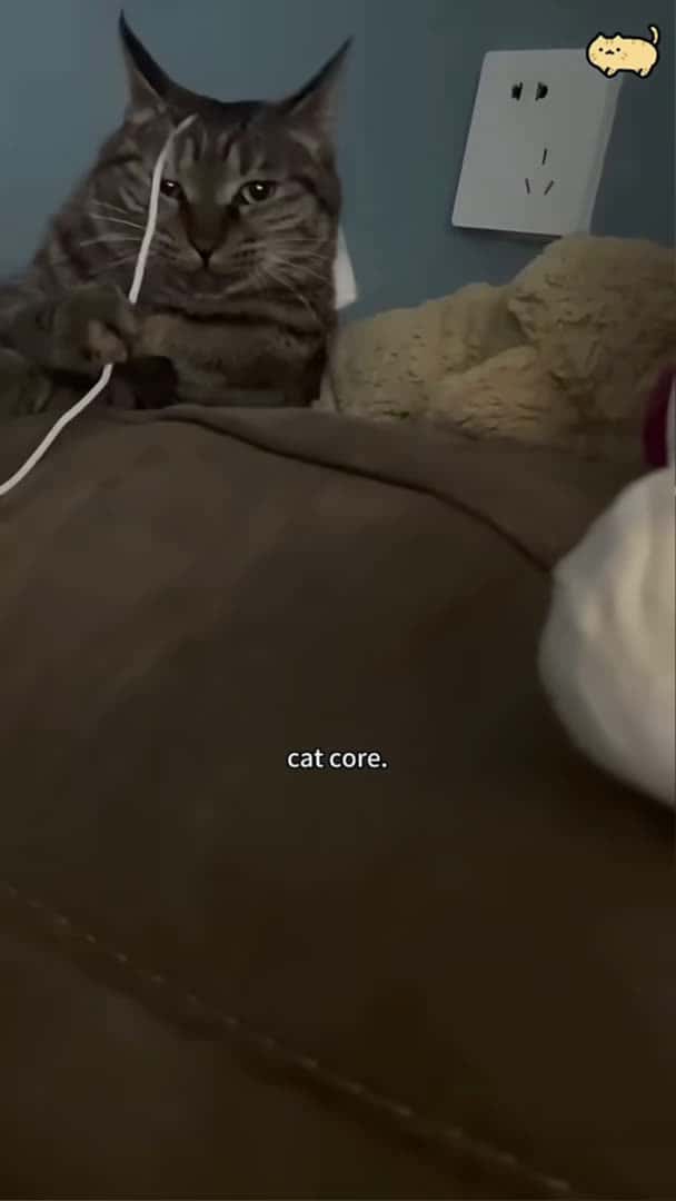 Cover for Cat core.😾🐱#funnycats #funnyanimals #petvideos #cat #catsoftiktok_71 (2)