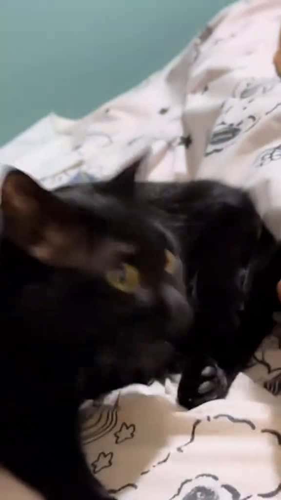 Cover for His face says it all cat fpy funny foryou 30718 #shortvideos