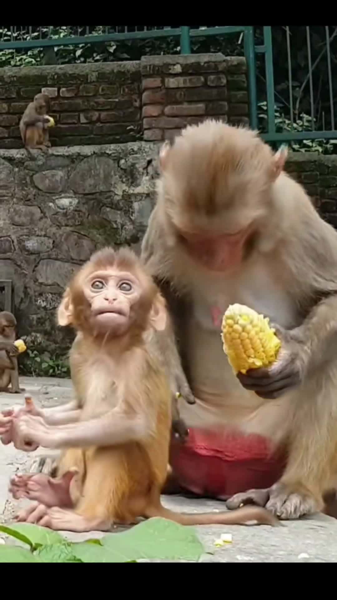 Cover for full video in youtube   cute baby and mom monkey eat corn #feedinganimal