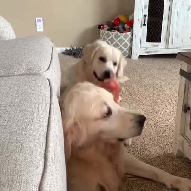 Cover for Go ahead tell mom, you still aint getting dis toy back