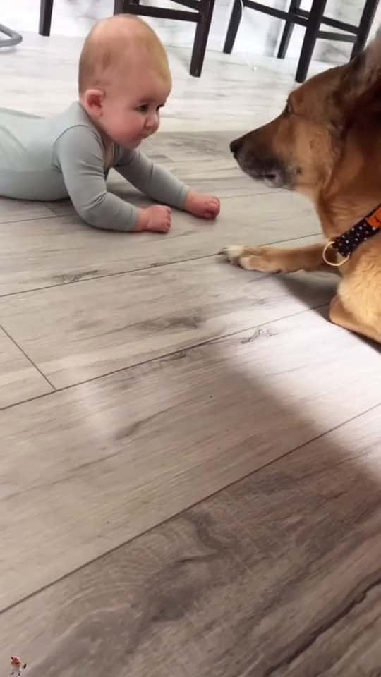Cover for Dogs accompany babies to grow up happily dog baby Love 44555 #shortvideosscoopz