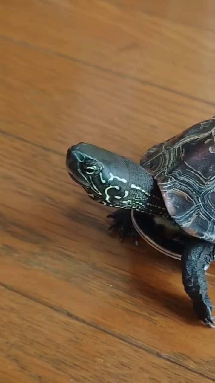 Cover for unbelievable speed【 #skateboardturtle teboardturtle
