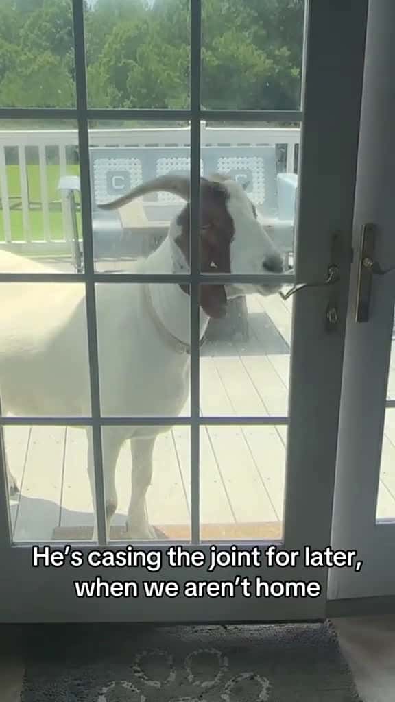 Cover for We are not safe anymore goats goatsoftiktok 51199 #shortvideos