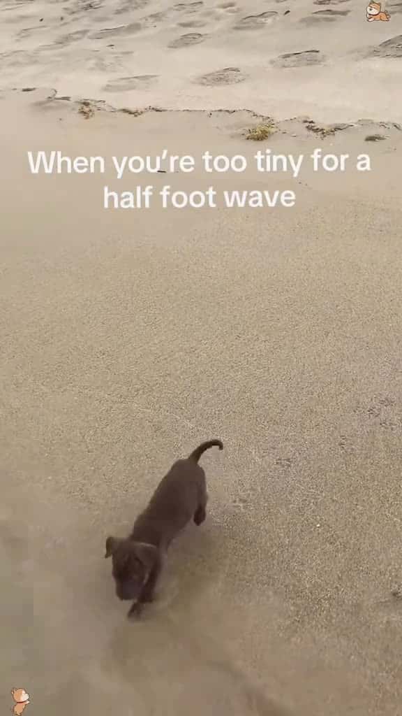 Cover for Unlucky dog Tatcha usa tik funny viral foryou dog dogsoftiktok 64862 #ilovescoopz