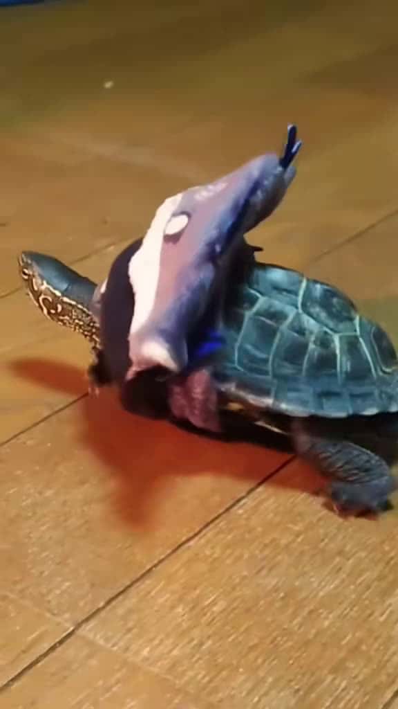 Cover for Turtle learned how to take off his clothes】