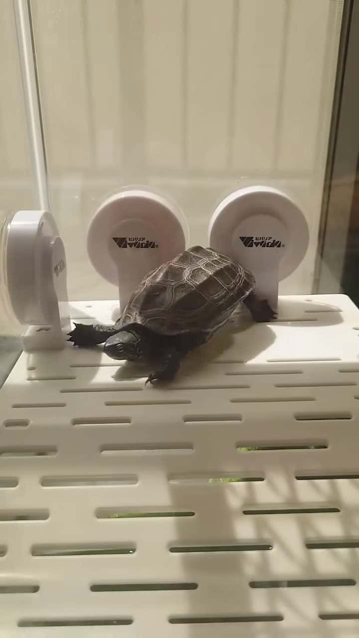 Cover for Turtle dance when shell itches】