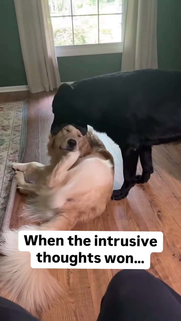 Cover for Not the cuteness aggression 🥰😭. They really know how to annoy each other 🤦‍♂️🎥: