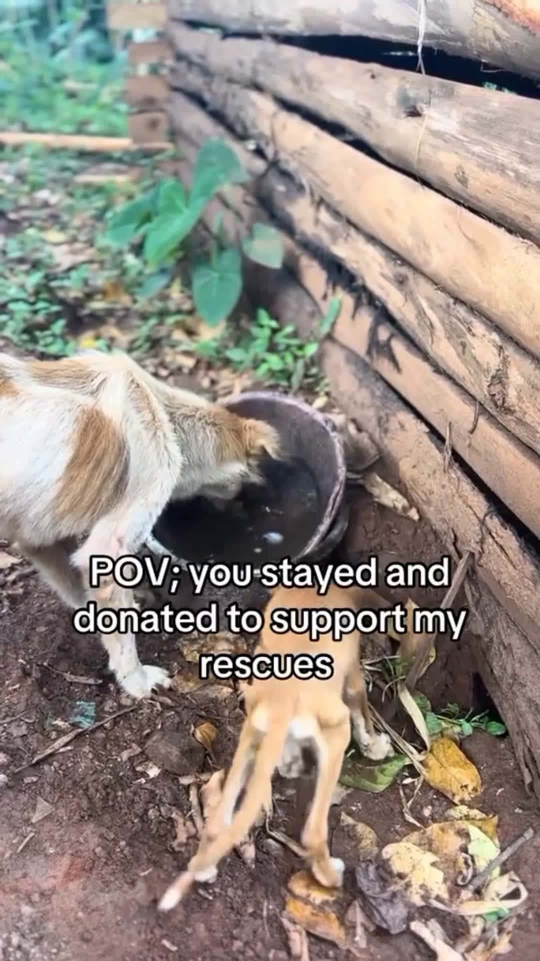Cover for Please… can you stay for a moment? 🙏Not for me—but for my rescue.We’re fighting every day to save innocent lives, but we can’t do it alone 💔Just one act of kindness can feed a hungry soul 🐶🐱Tap the link in bio to support us. 