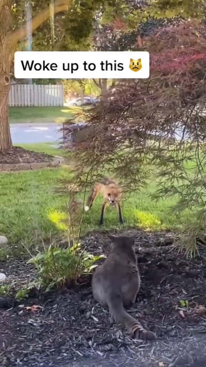 Cover for You don’t mess with a cat😤🥊🍿 #trending #funny #viral #scoopz 