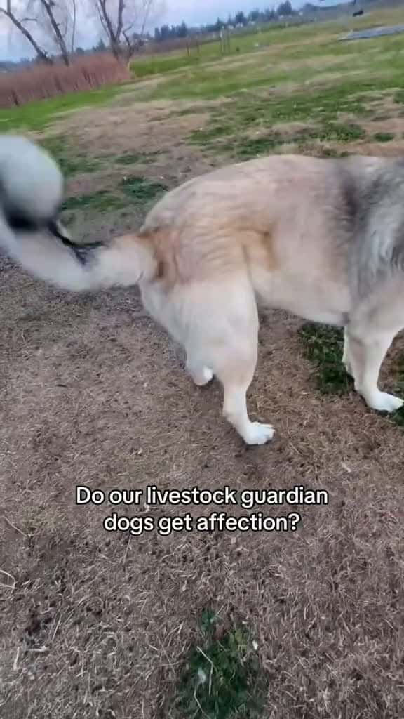 Cover for Do our livestock guardian dogs get affection?#UnpopularOpinion #CaughtOnCamera