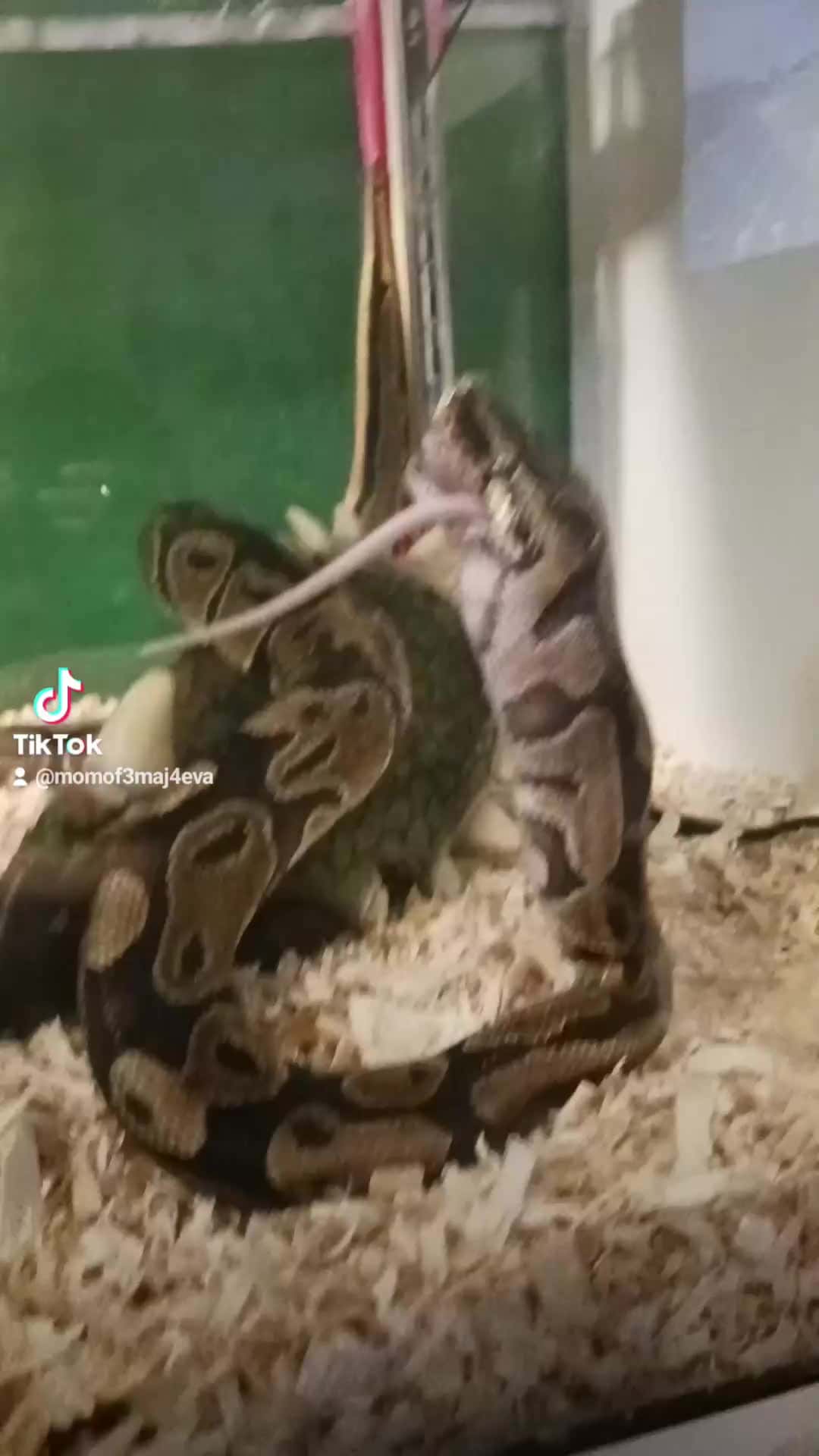 Cover for #ballpython #rats our pets they love feeding time.