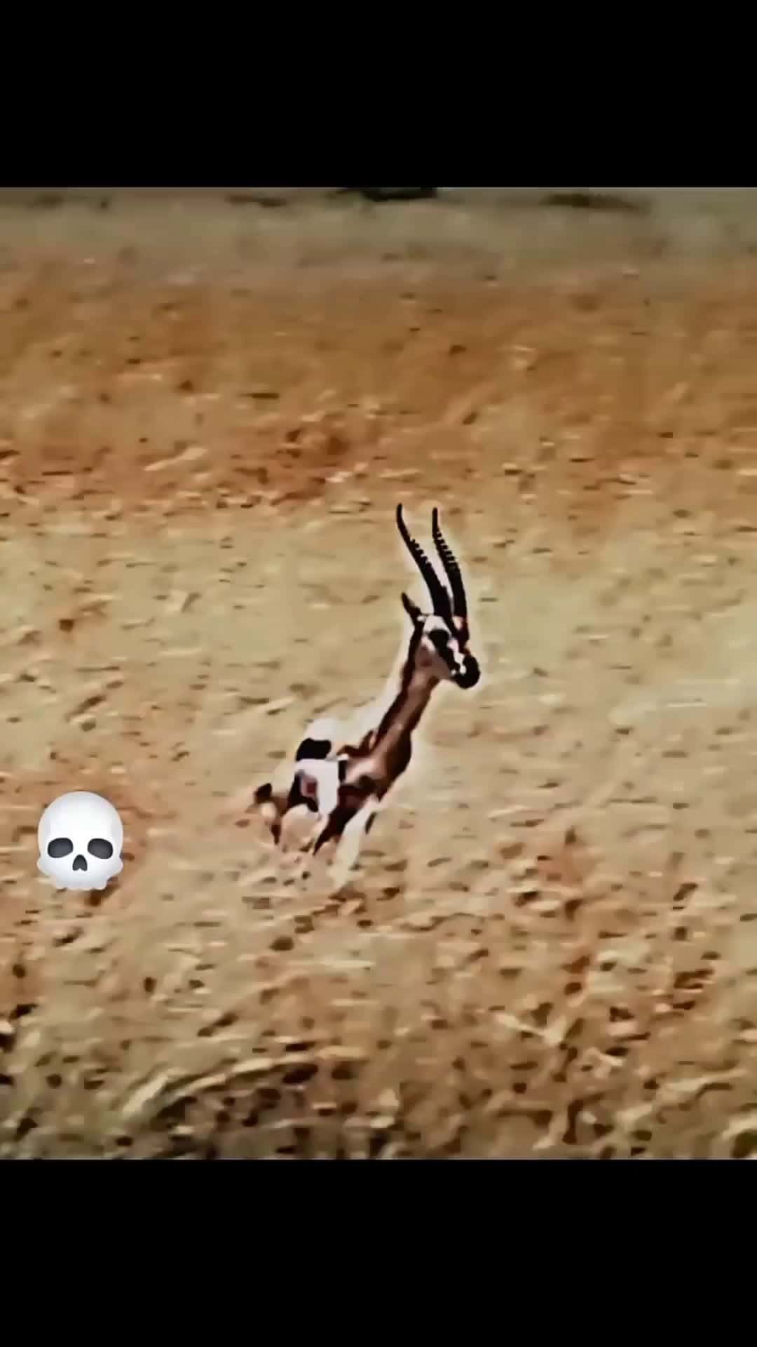 Cover for Who's fastest ? #animals  #wildlife #FirstVideoChallenge