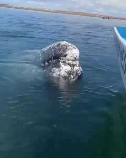 Cover for This whale has built up years of trust with this boat captain to remove lice from it’s head. #OddlySatisfying