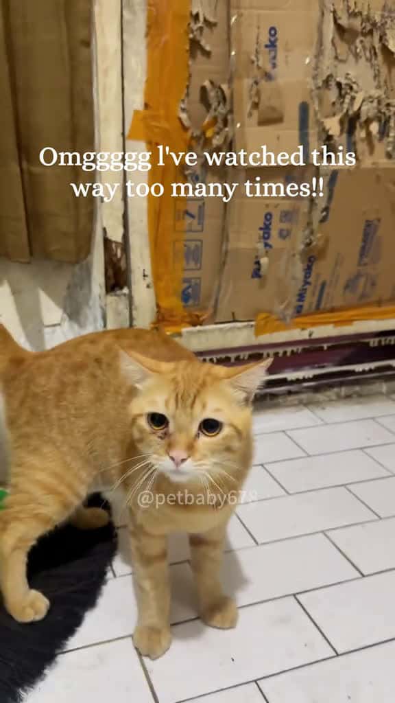 Cover for cat foryou catlover fyp funny fyp kitten funnytiktok 97006 #trendingscoopz
