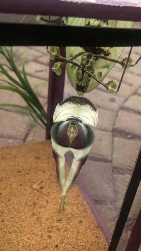 Cover for When your mantis goes wild 😂 #prayingmantis #devilsflowermantis #crazy