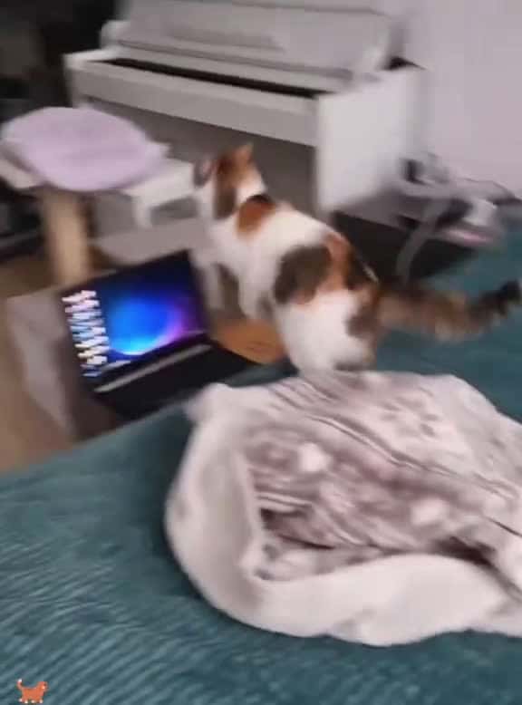 Cover for It couldve been a legend until that one misstep #fyp#cat#cats#catlover#catsoftiktok