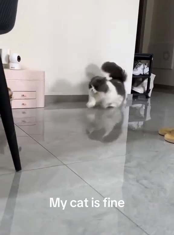 Cover for Art comes from life, and it turns out that Tom is running like this#funnycat #funnyvideos #funnytiktok #funny #catsoftiktok #tiktokcats #tiktok #Foryou #lovetiktok #cat #usa