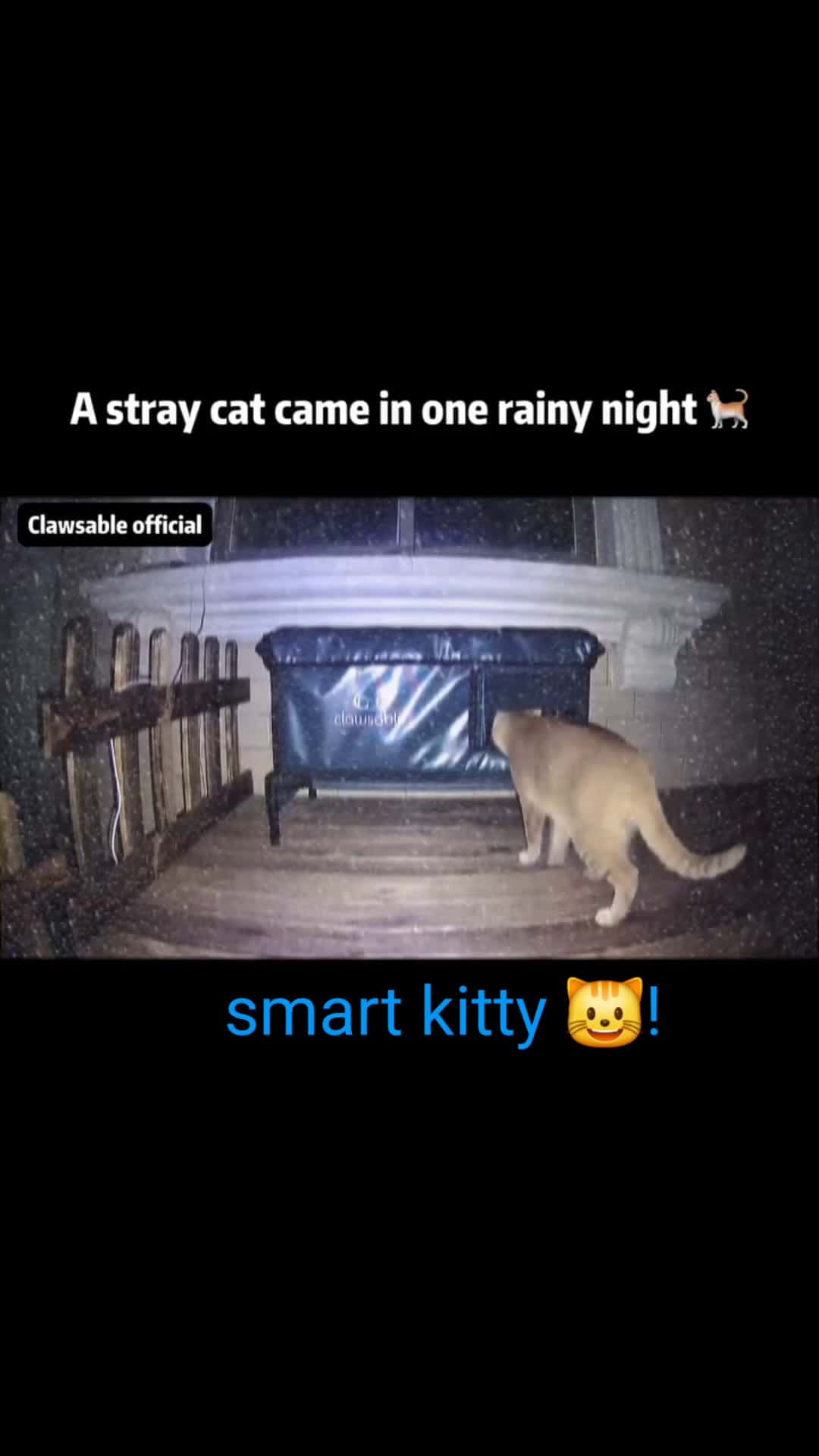 Cover for   kitty finds place to lay down during the  storm!  #kitty   #viral  #viralvideo  #fyp  #fypシ゚viral  #foryou  #foryoupage 