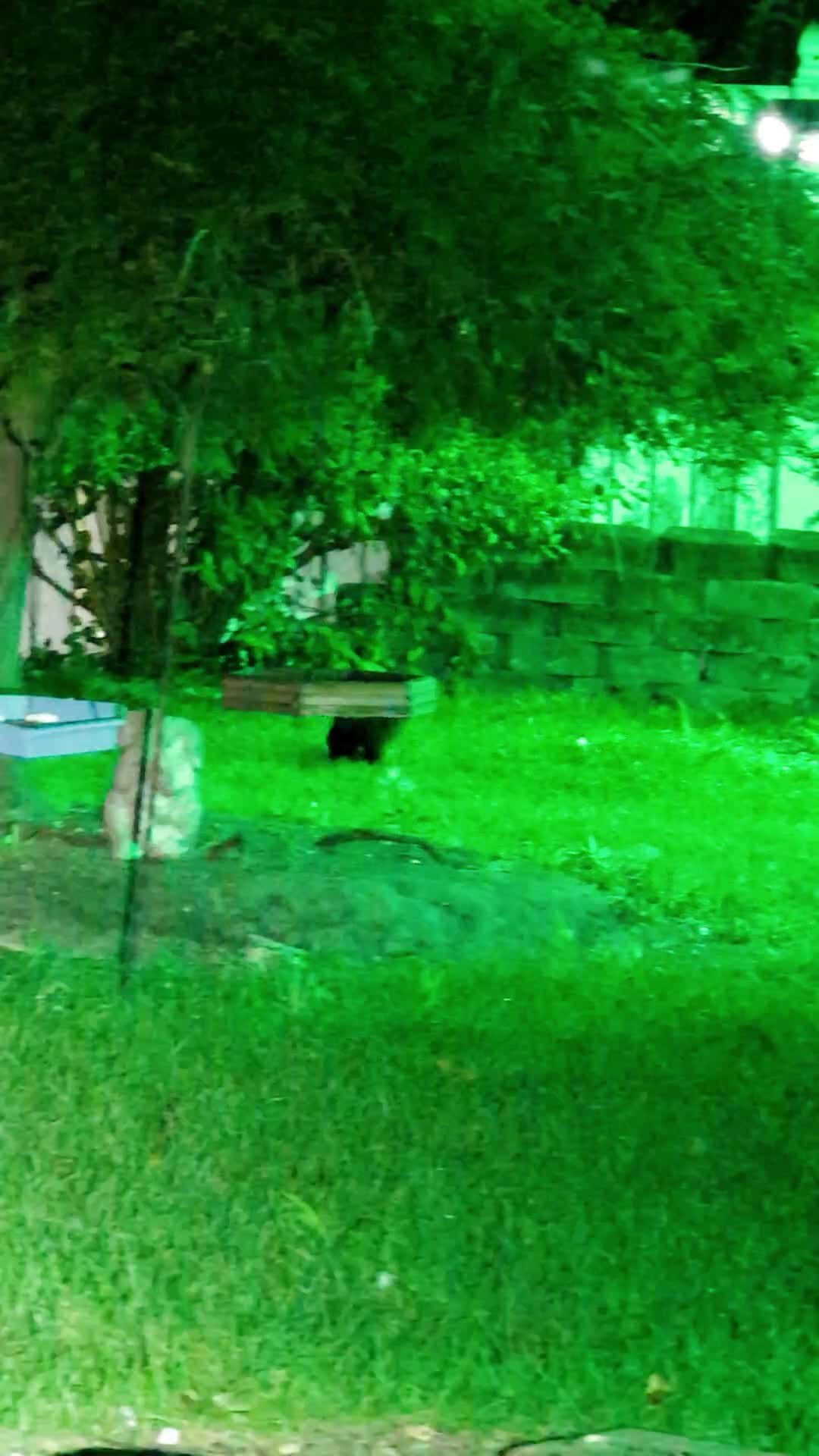 Cover for Look at this Monster Skunk that chased off my Baby Girl...I thought he was a Monster, I was wrong. look at the next video please 😂🤣😂🤣😂🤣