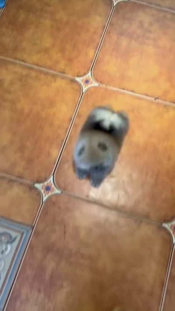 Cover for Em b t hon  xuhuong funnyvideos viral fyp dog cutedog 56170 #shortvideosscoopz