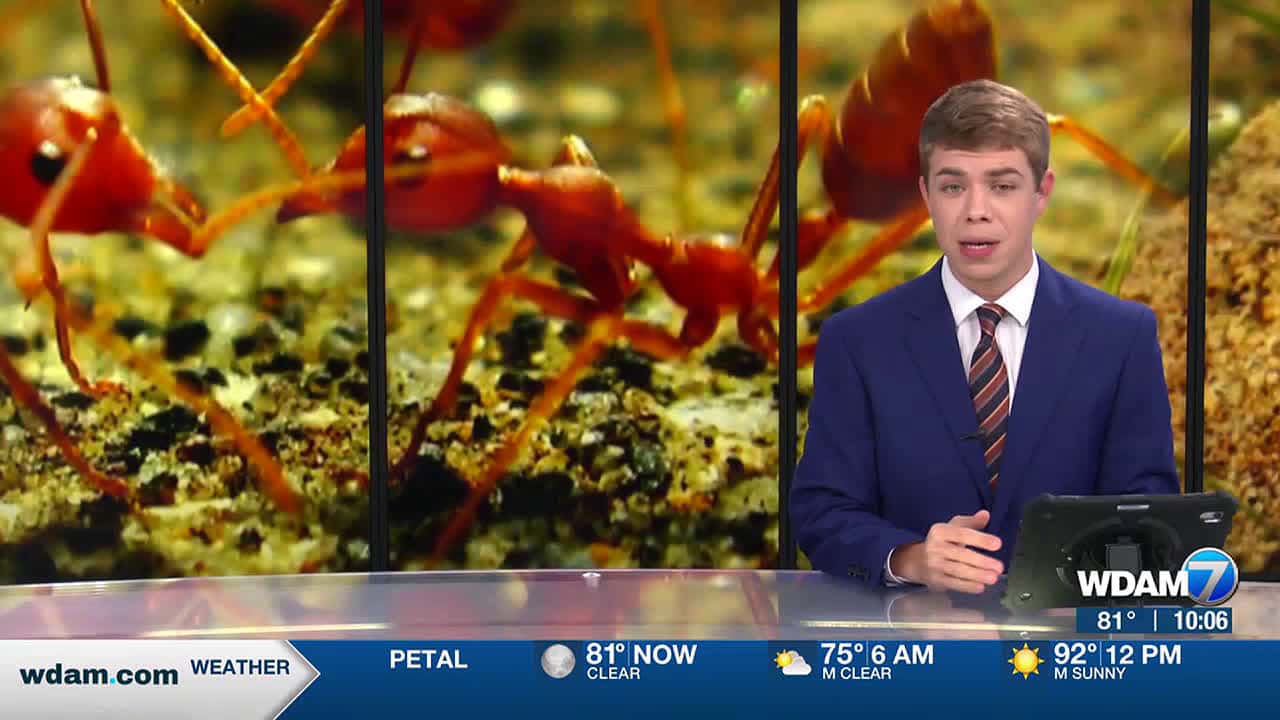 Cover for Ants can wreak havoc on a home